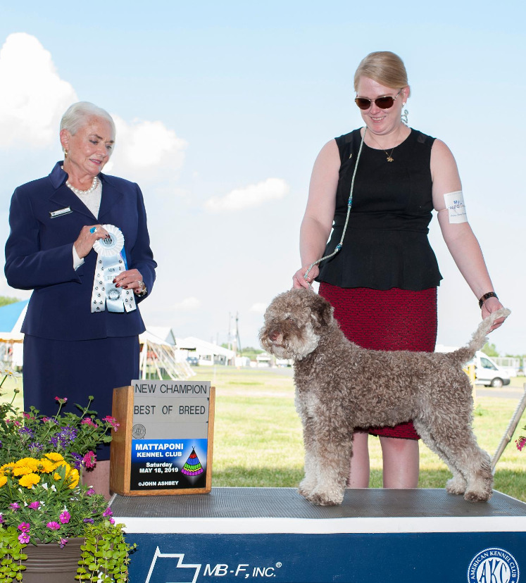 Lagotto best sale romagnolo akc