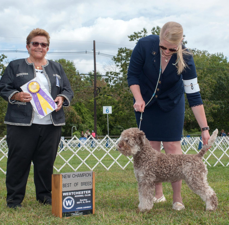 Lagotto romagnolo hot sale akc