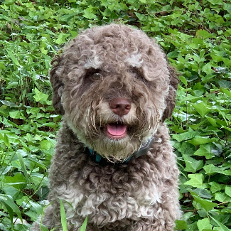 Lambscreek Lagotto Romagnolo Home