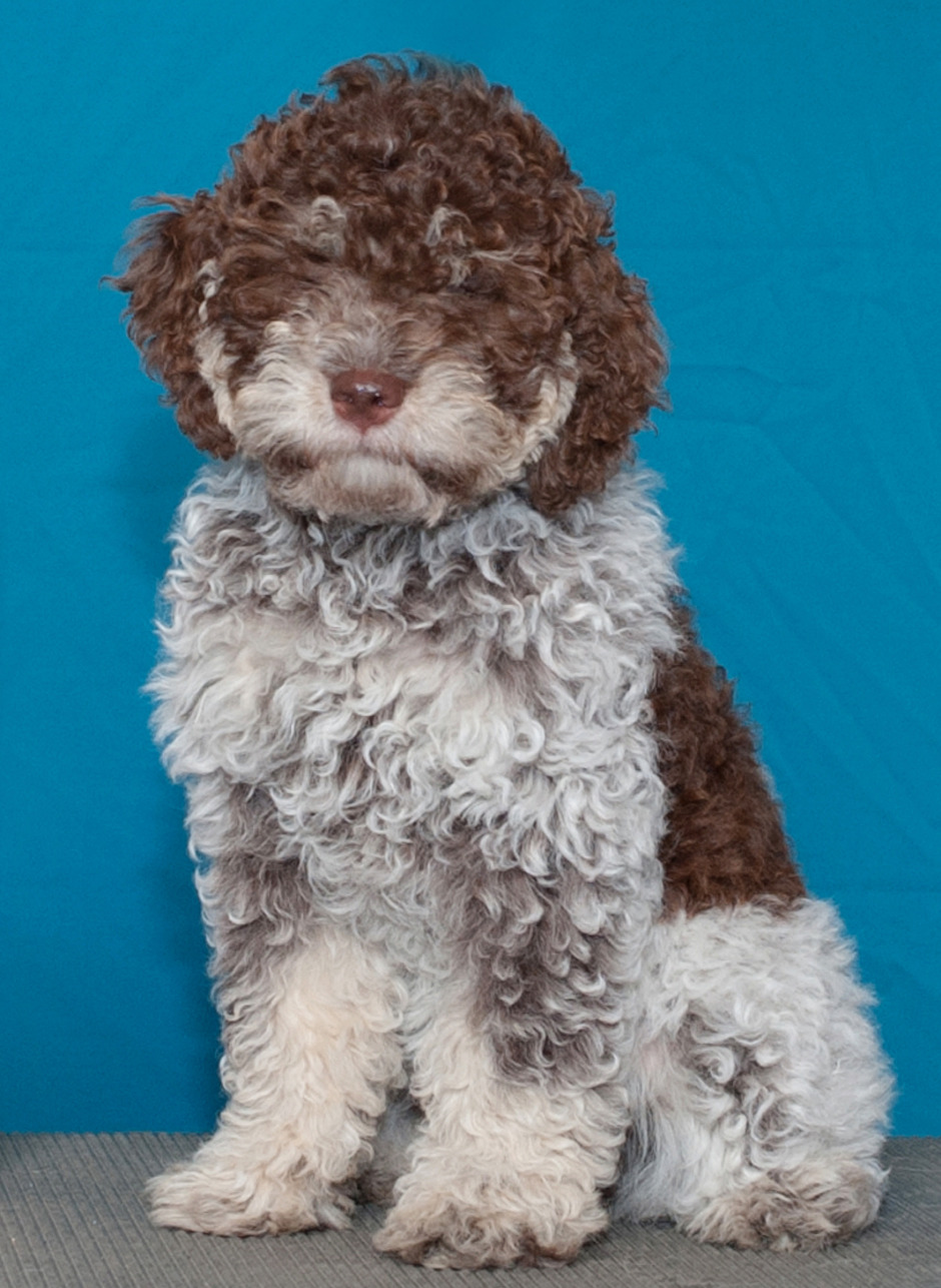 Lagotto romagnolo store breeders near me