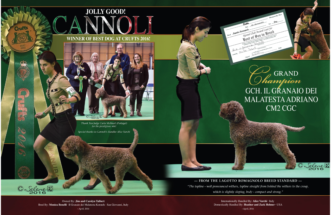 Lambscreek Lagotto Romagnolo Home